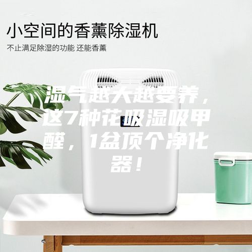 濕氣越大越要養(yǎng)，這7種花吸濕吸甲醛，1盆頂個(gè)凈化器！